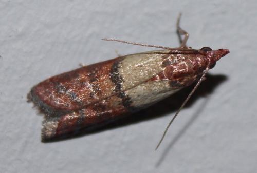 Réf. 206 893 : Plodia interpunctella